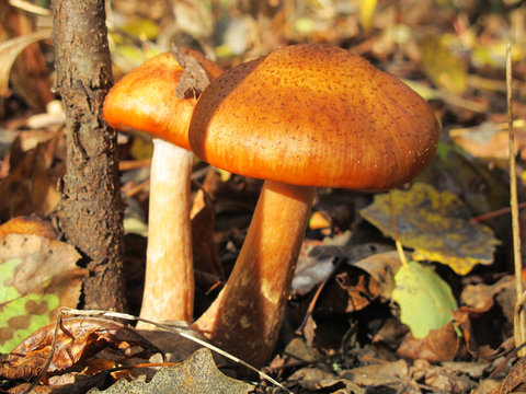 Honey funguses (Armillaria mellea) in the autumn forest