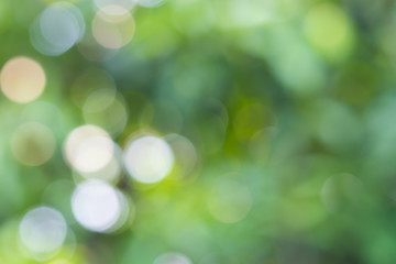 Bright green and white blur bokeh abstract light spring forest b