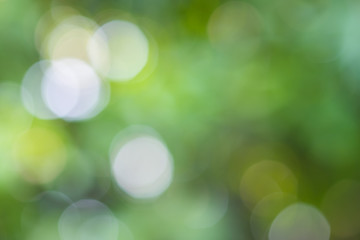 Bright green and white blur bokeh abstract light spring forest b