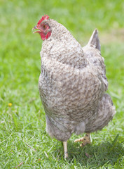 Checkerboard hen