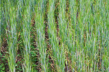 young wheat sprouts