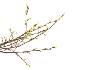 Spring branch of isolated