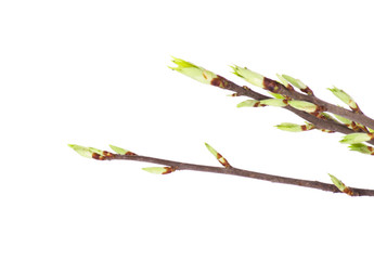 Spring branch of isolated