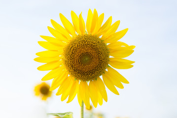 Sunflower. Selective focus.