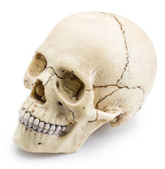 Obraz premium Skull model isolated on a white background.