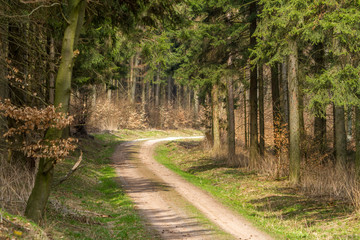 Fototapeta premium Wald im Frühling