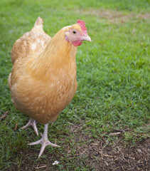 Golden chicken