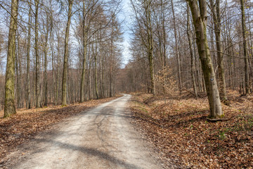 Obraz premium Wald im Frühling