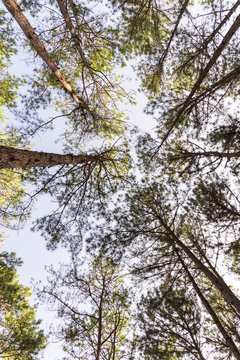 Worm's-eye view of pine tree forest.