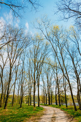 Sandy Countryside Road in Spring