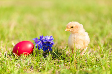Baby chicken in green grass