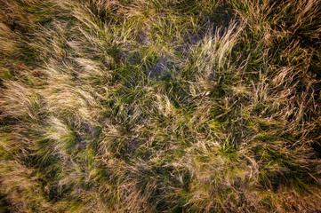 Nature green grass