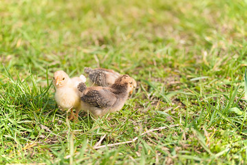 Baby chicken in green grass
