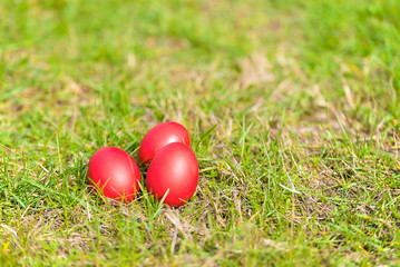 Red easter eggs in green grass