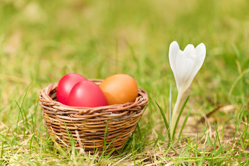 Crocus flowers in green garden