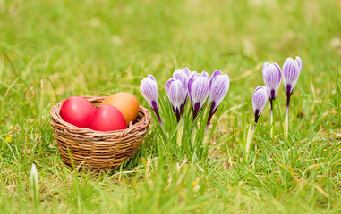 Crocus flowers in green garden