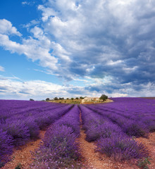 Lavender field in summer