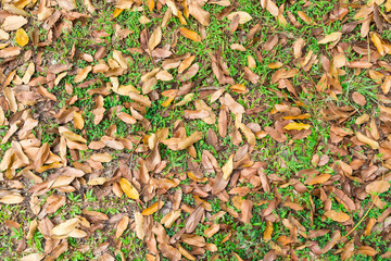 Beautify texture of dried leafs on grass at park