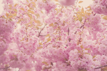 Cherry tree Sakura blooming in Spring