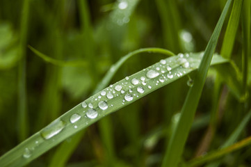 Diagonal morning dews on morning dews 