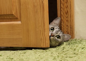 Naklejka premium Curious cat looking between doors, funny curious grey cat, looking at camera
