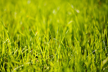 Green grass lighten with sun