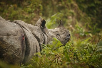 Obraz premium Big endangered indian rhinoceros in Kaziranga National Park/Big endangered indian rhinoceros in Kaziranga National Park