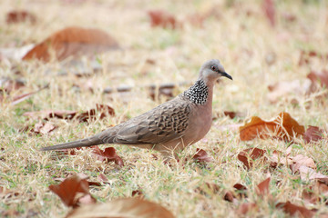 Close up  a beautiful Spotted necked  dove bird in garden