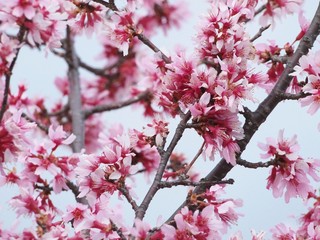 青空と寒緋桜