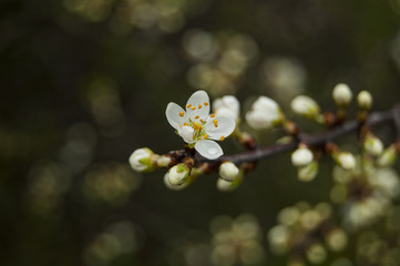 Morning dew on White flowers