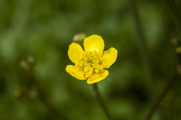 Obraz premium morning dew on yellow flowers