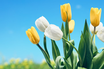 Fresh tulips background. Mothers Day, Easter