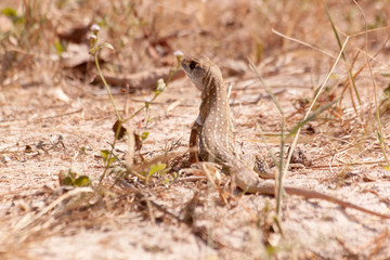 Butterfly Lizard