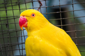 Obraz premium Head portrait of a yellow parrot with a red beak (Indian ring-neck paraket)