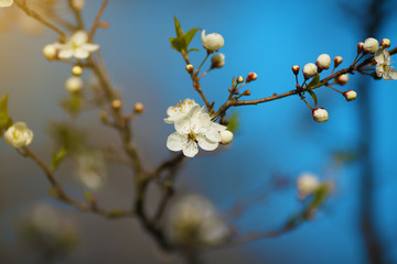 white flowers blooming on branch, springtime