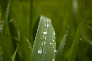 Morning dews on green leaf central