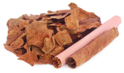 Rolled and dry tobacco