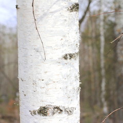 Birch close-up. Birch bark. Young birch.