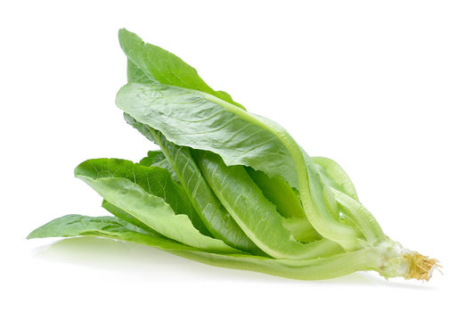 Green cos lettuce on white Background
