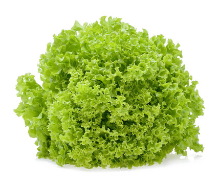 Green oak lettuce leaf isolated on white background