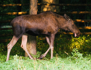 Łoś © dulak