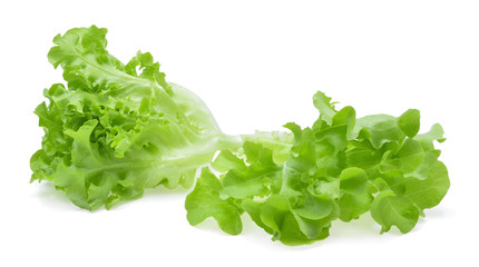 Fresh green oak lettuce leaf on white background