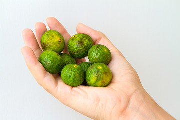 A bunch of Nasnaran Mandarins, also known as jeruk sambal, held in the palm of a young woman, isolated on white.