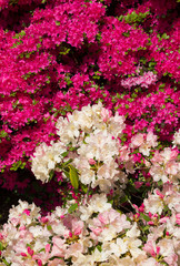 Rhododendron und Azalee in zwei verschiedenen Farben