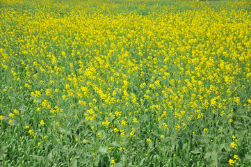 Fields of Sarso, Bodh Gaya, India
