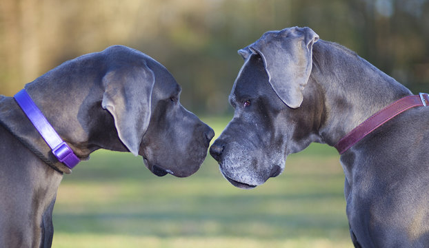 Great Dane Pair looking at each other as if they are about to fight