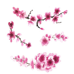 Fototapeta na wymiar hand-drawn branch of sakura