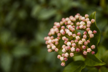 Pink buds