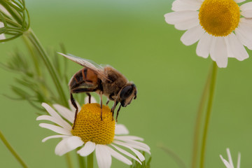 Kamille, echte Kamille mit Biene