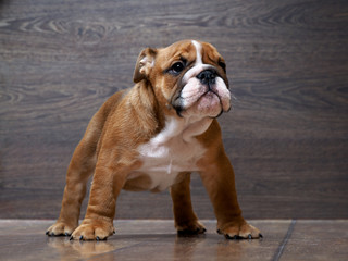 Obraz premium Purebred English bulldog puppy. Puppy 3 months. Dog standing on the wooden floor. Portrait of an elite puppy 